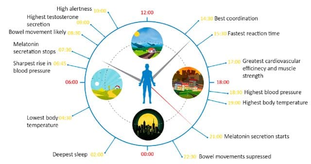 Human-circadian-rhythm