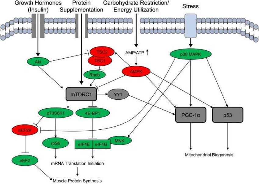 cuanta-proteina-necesita-un-deportista