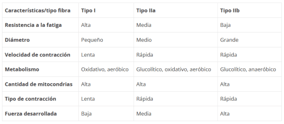 Tipos de fuerza y como entrenar cada una de ellas