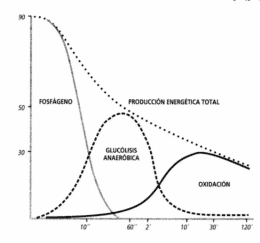 Entrenamientos en piscina para nadadores y deportistas Flexibilidad