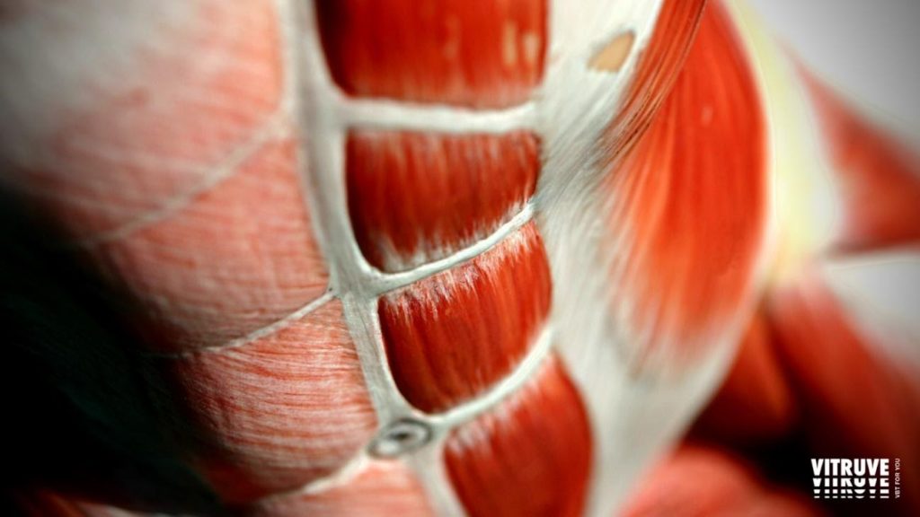 Core training definition and performance