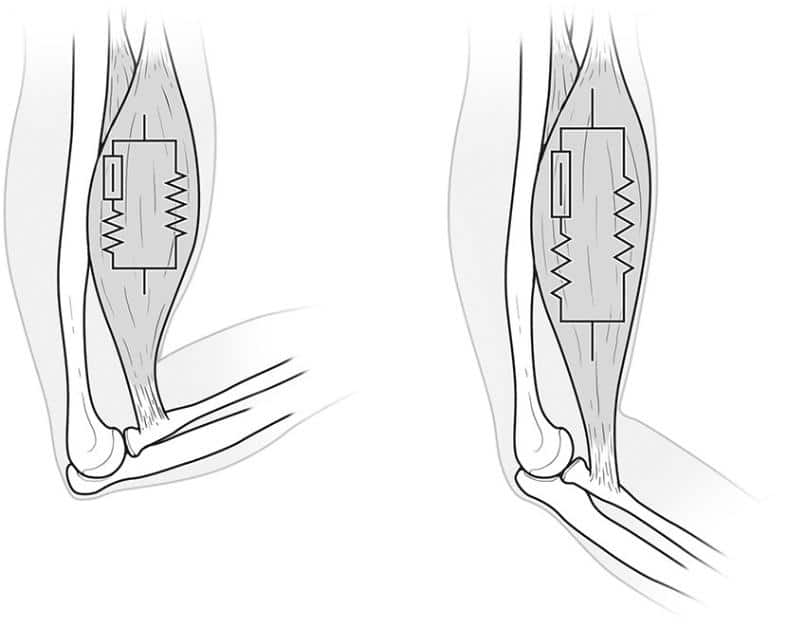 Eccentric Contraction