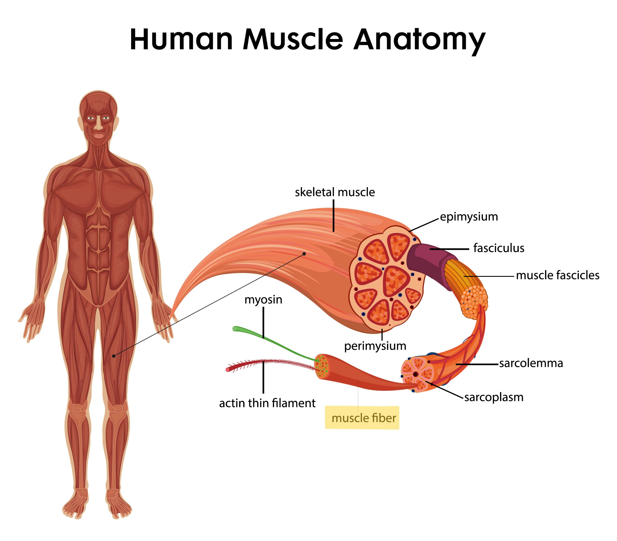 Types of Muscle Fibers: Type I vs Type II